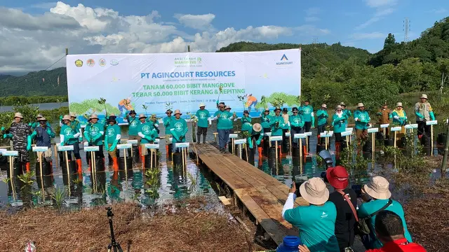 PT Agincourt Resources menggelar Aksi Tanam Mangrove sebanyak 60.000 bibit dan menebar 50.000 bibit kerang dan kepiting. Aksi ini diberi tajuk “Dari Hati Untuk Bumi”. (Deon/Liputan6.com)
