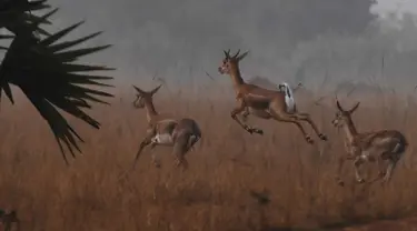 Dalam foto yang diambil pada 14 Desember 2018, blackbucks atau antelop India berkeliaran di sebuah ladang, negara bagian Odisha. Satwa liar yang menjadi korban pemburuan liar ini menyerupai rusa dengan tanduk tegak lurus ke atas. (Dibyangshu SARKAR/AFP)