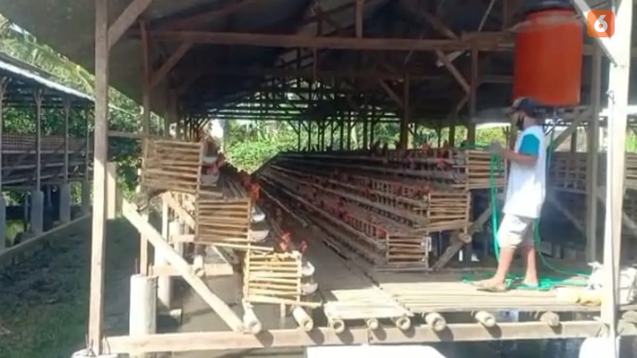 Aktivitas peternak ayam betelor di Banyuwangi (Hermawan Arifianto/Liputan6.com)