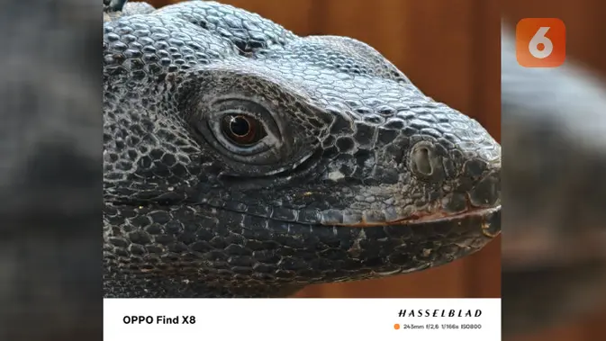 <p>Beberapa hasil foto memakai Oppo Find X8. (Liputan6.com/ Yuslianson)</p>