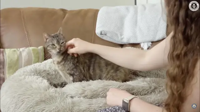 Kucing Dengkuran Paling Keras