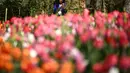 Seorang wanita memotret bunga tulip di taman Kastil Pralormo di Pralormo, dekat Turin (11/4/2022). Setiap tahun kastil Pralormo menjadi tuan rumah acara "Tuan Tulip" di taman Inggris. (AFP/Marco Bertorello)