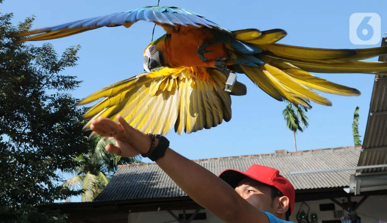 Pelatih Burung Paruh Bengkok Albi (30) melatih burung Blue and Gold Macaw (Ara Ararauna) berharga Rp 30 juta hingga Rp 140 juta yang dititipkan pemiliknya di sekolah burung miliknya di Cipayung, Depok, Jawa Barat, Selasa (24/5/2022). Komunitas burung Free Fly atau terbang bebas mulai ramai diminati akhir akhir ini. (merdeka.com/Arie Basuki)