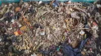 Proses pengolahan sampah sisa makanan oleh maggot. (Liputan6.com/Muhamad Husni Tamami)