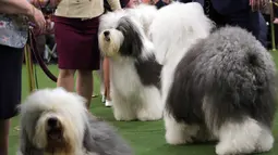 Sejumlah anjing gembala Old English menunggu untuk bersaing dalam acara Best of Breed saat pertunjukan anjing Westminster Kennel Club di New York, Senin (11/2). Kompetisi ini diikuti ribuan anjing lucu dari 50 negara bagian di AS. (AP Photo/Wong Maye-E)