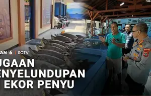 Dugaan Penyelundupan 22 Ekor Penyu