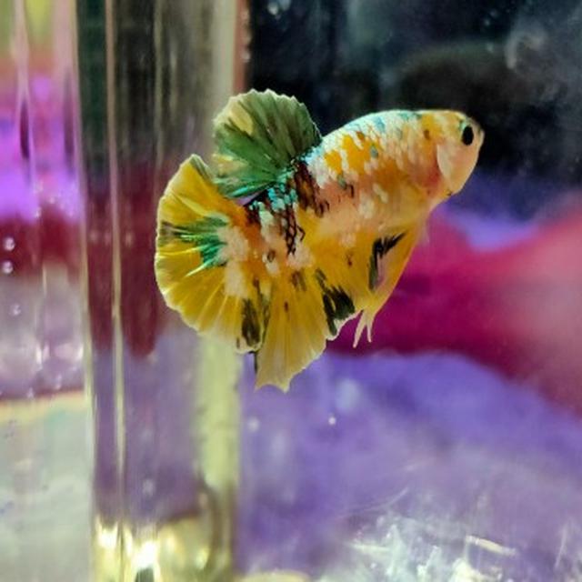 Protes Ikan Cupang Pesanannya Mati Jawaban Penjual Ini Bikin Ngakak Citizen6 Liputan6 Com Sedangkan ikan cupang hias punya harga yang cukup tinggi sehingga banyak juga yang membudidayakan kalau anda bibitnya adalah bibit beli, maka anda harus cermat membeli agar ikan cupang hasil. protes ikan cupang pesanannya mati