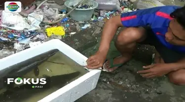 Dua ekor ikan aligator kembali tertangkap jaring warga yang ditebar di Kali Item. Oleh warga, ikan tersebut akan diserahkan pada pihak berwenang.