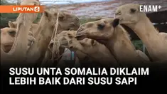 Somalia memiliki lebih dari 7 juta unta, dimana ini adalah jumlah terbanyak di dunia, tetapi hanya sebagian kecil susunya yang masuk ke pasar modern. Kini, peternakan unta mulai bermunculan di pinggiran kota Mogadishu.