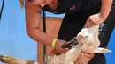 Anne-Lise Haugdahl dari Norwegia berpartisipasi kejuaaran World Sheep Shearing and Woolhandling Championships di Le Dorat, Prancis (4/7/2019). Kompetisi ini berlangsung untuk pertama kalinya di Prancis dan berlangsung dari 4-7 Juli 2019. (AFP Photo/Mehdi Fedouach)