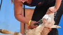Anne-Lise Haugdahl dari Norwegia berpartisipasi kejuaaran World Sheep Shearing and Woolhandling Championships di Le Dorat, Prancis (4/7/2019). Kompetisi ini berlangsung untuk pertama kalinya di Prancis dan berlangsung dari 4-7 Juli 2019. (AFP Photo/Mehdi Fedouach)