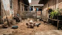 7 Cara Membuat Tempat Mandi Debu Ayam di Halaman Sempit, Hemat Tempat dan Mudah Ditiru