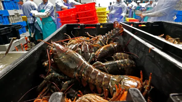 Lobster Jepang