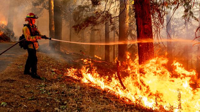 Perjuangan Petugas Padamkan Kebakaran Hutan di California