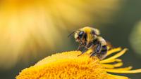 World Bee Day 2026: Why Bees Matter More Than You Think