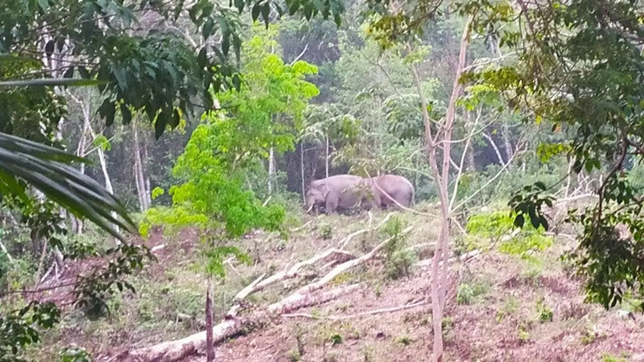 Kawanan gajah yang terpantau di hutan oleh BBKSDA Riau.