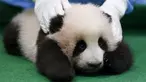 Bayi panda raksasa betina berusia 3 bulan dipamerkan pertama kalinya di Nasional Zoo, Kuala Lumpur, Malaysia, Selasa (17/11). Panda tersebut terlahir dari pasangan panda Liang Liang dan Xing Xing. (REUTERS/Olivia Harris)