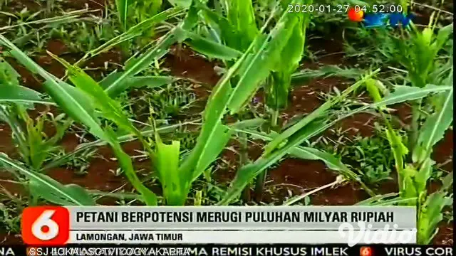 Ribuan hektar tanaman jagung di 10 desa di Lamongan Jawa Timur terancam gagal panen akibat serangan hama ulat graya. Para petani jagung terancam merugi mencapai total puluhan miliar rupiah.
