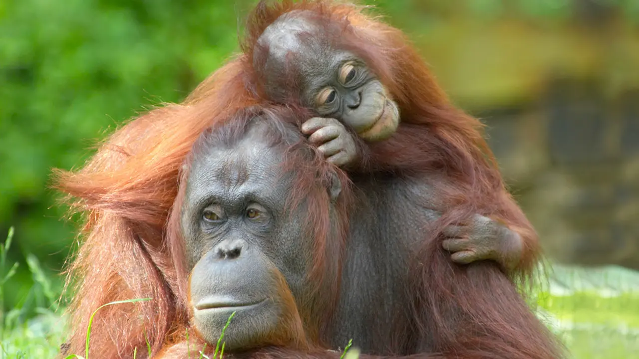 Ilustrasi orang utan