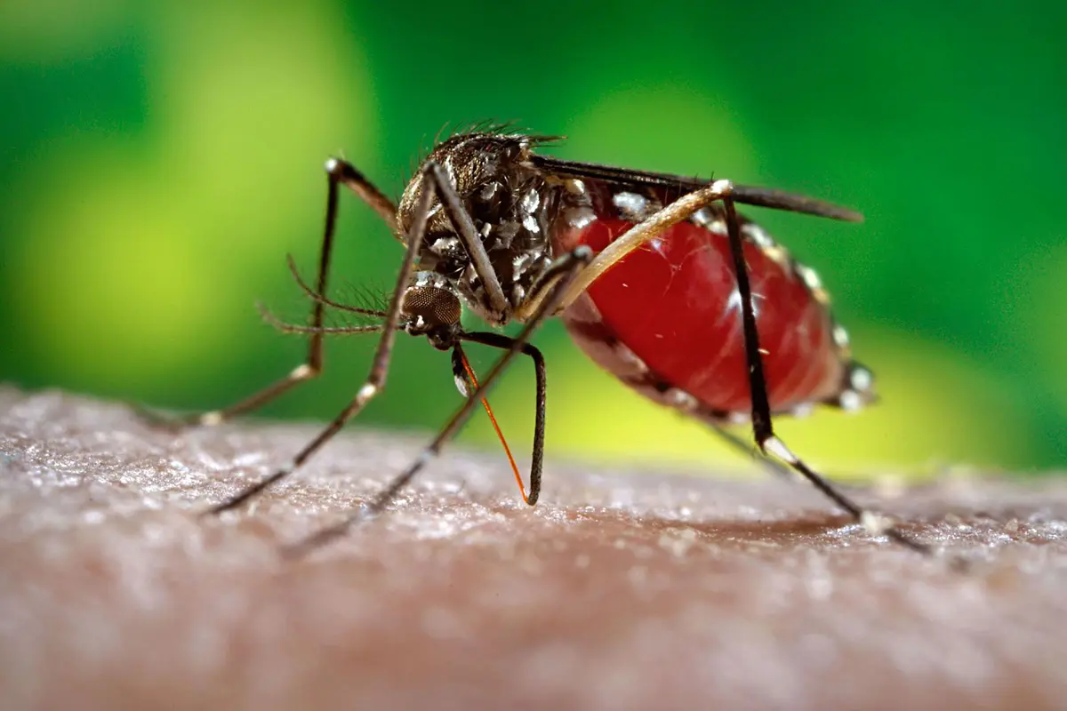 Ilustrasi Nyamuk Malaria
