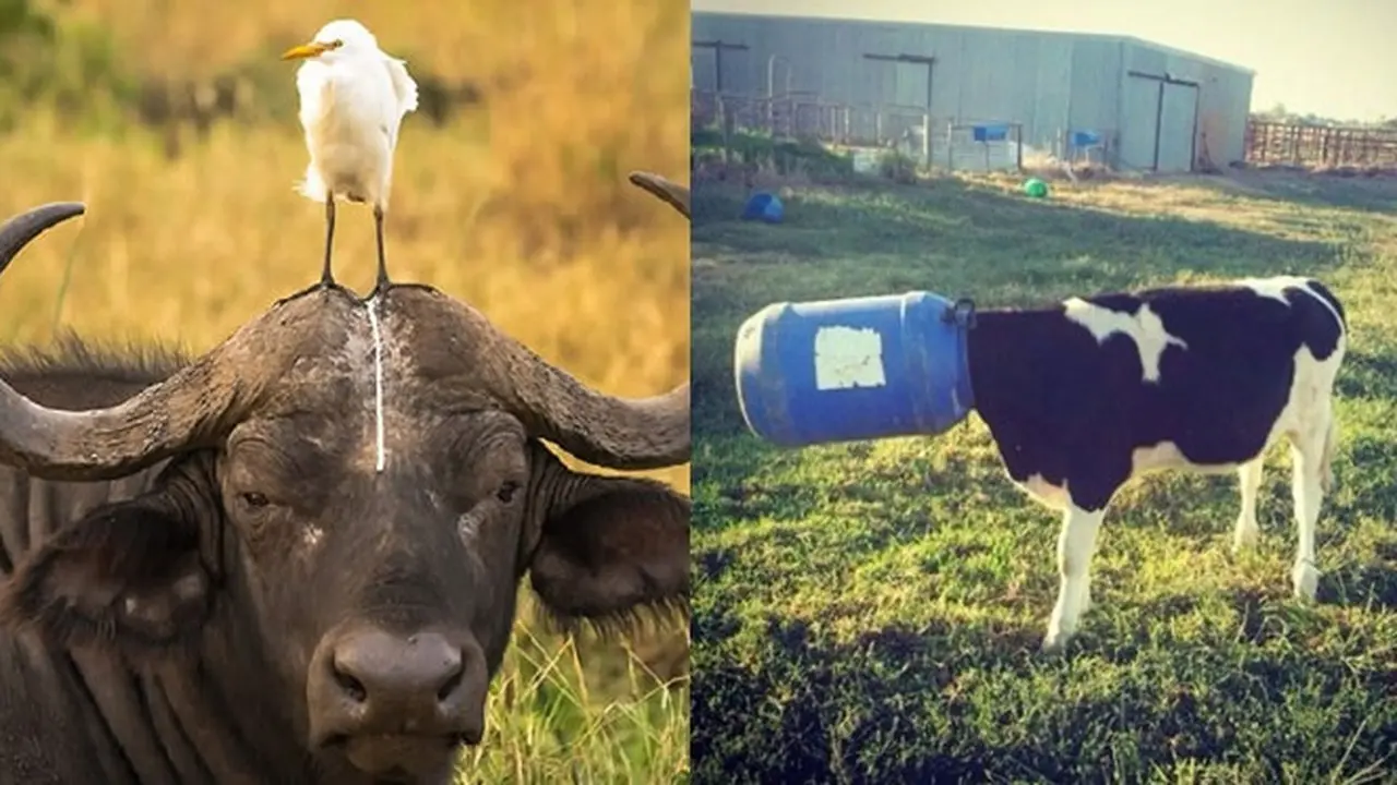 6 Potret Hewan Ketiban Sial Ini Kasihan Banget, Momen Langka