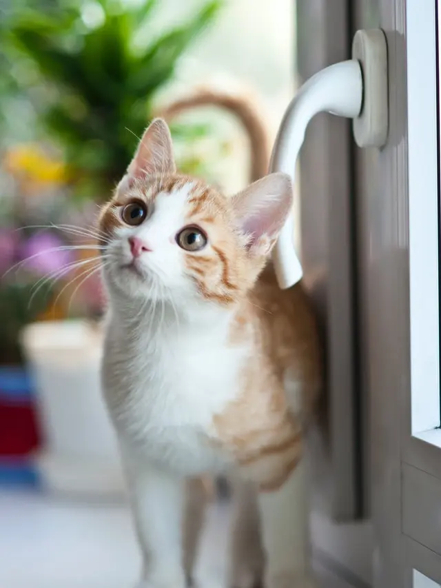 Arti Mimpi Dicakar Kucing yang Mendatangkan Petaka