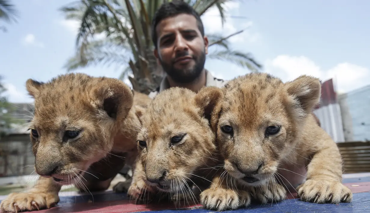 Petugas menunjukkan tiga bayi singa yang baru lahir di sebuah kebun binatang di Rafah, Jalur Gaza (8/9/2019). Kehadiran tiga bayi singa ini menambah koleksi satwa sebuah kebun binatang tersebut. (AFP Photo/Said Khatib)