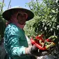 Petani cabai di daerah Kras, Kediri, Jawa Timur. Harga cabai merah melonjak drastis dari Rp 9.500 per kg menjadi Rp 17.000 per kg. (ANTARA)