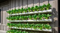 Cara Membuat Kebun Pakcoy Vertikal dari Pipa Bekas, Solusi Hemat Lahan untuk Rumah Minimalis