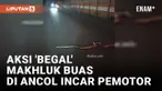 Pemotor 'Dibegal' Ular Sanca di Ancol