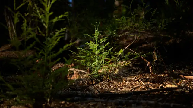 Bibit pohon redwood muda tumbuh di Hutan Sungai Gualala.