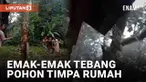 Menebang pohon bukanlah hal sepele. Harus ada perhitungan arah agar pohon jatuh di sisi yang tepat. Namun aksi berani emak-emak ini berujung apes.
