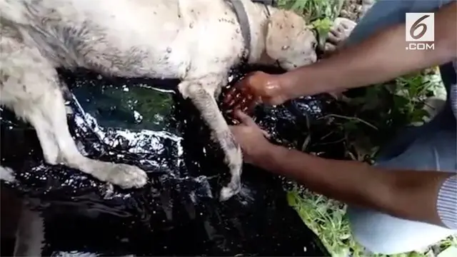 VIDEO: Masuk Tong Berisi Aspal, Anjing Ini Terjebak Selama 2 Hari