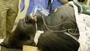 Spesialis dari University of Pretoria's Onderstepoort Veterinary Academy memantau Makokou usai menjalani CT scan di Veterinary Academy Hospital, Pretoria, Afrika Selatan, Sabtu (6/6/2020). Gorila berumur 35 tahun tersebut menjalani CT scan karena memiliki polip di hidungnya. (Phill Magakoe/AFP)