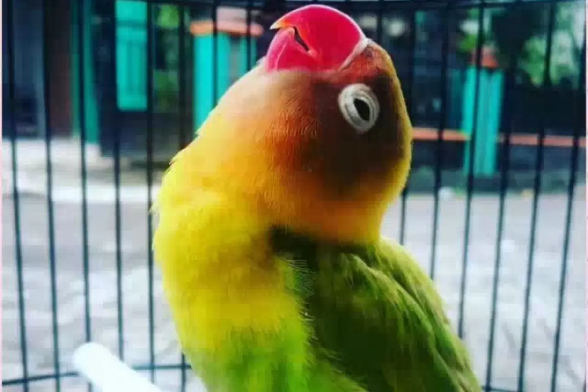 Lovebird Kusumo Tiada