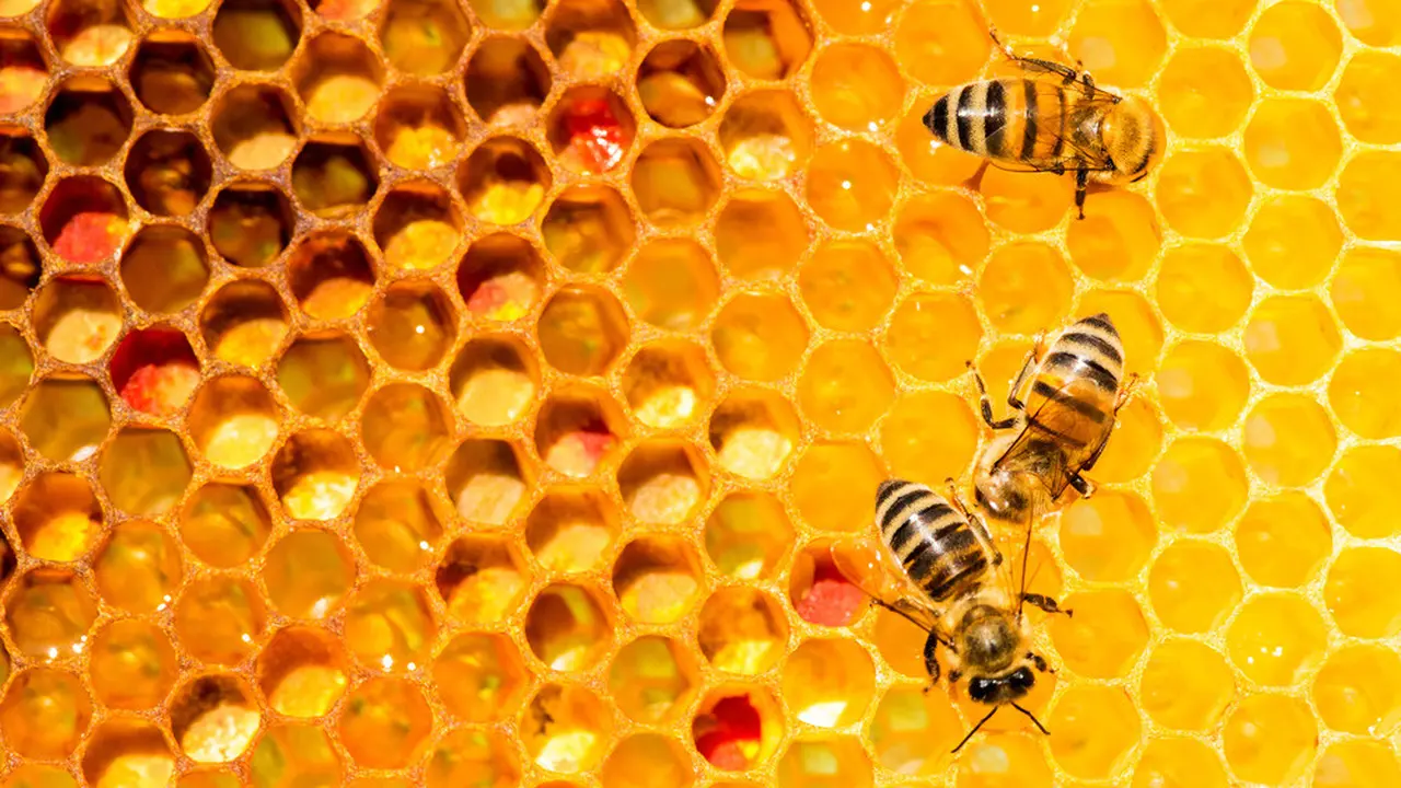 Trypophobia, Kumpulan Lubang Kecil yang Bikin Fobia (Diyana Dimitrova/Shutterstock)