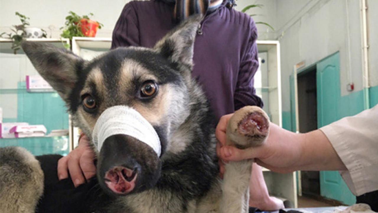 kekerasan pada anjing