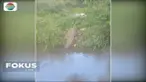 Sekelompok buaya berukuran besar muncul di saluran irigasi warga di Belitung Timur. Warga resah karena munculnya predator tersebut mengancam aktivitas para petani.