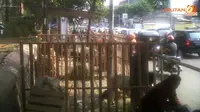 Sembelih Hewan Kurban Juga Harus Perhatikan Perikehewanan