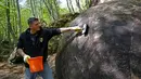 Suad Keserovic membersihkan bola batu temuannya di hutan Desa Podunavlje, Bosnia dan Herzegovina, Senin (11/4). Semenjak menemukan bola batu raksasa itu, Keserovic mengaku mendapat kunjungan ratusan wisatawan dari seluruh dunia. (REUTERS/Dado Ruvic)