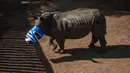 Seekor badak tanpa cula usai diberi pengobatan di Bela Bela, Johannesburg, Afrika Selatan (20/5). Badak tersebut korban para pemburu liar yang mengincar cula badak. (AFP Photo/Mujahid Safodien)