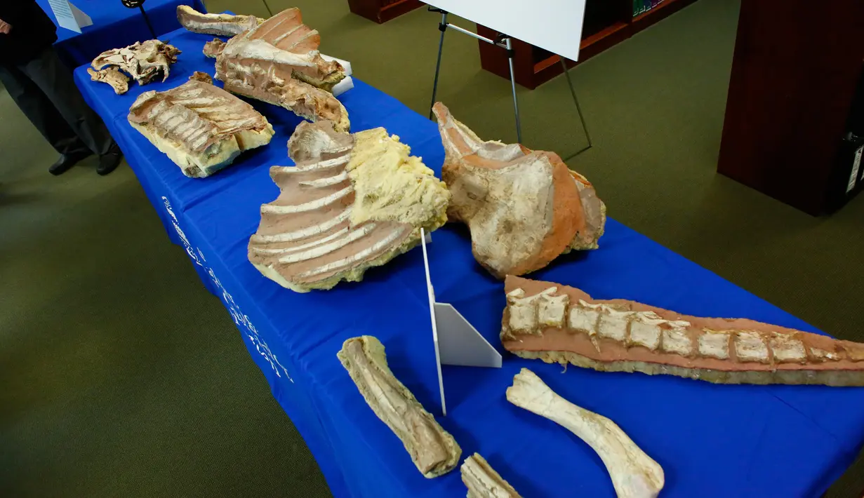 Fosil Dinosaurus tampak dimeja saat acara pemulangan fosil kepada pihak Mongolia di New York, Amerika, (5/4). Fosil ini merupakan hasil sitaan dari penyelundupan fosil internasional. (Kena Betancur/AFP)