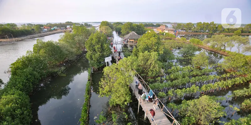 Pesona Wisata Mangrove Tarumajaya di Bekasi