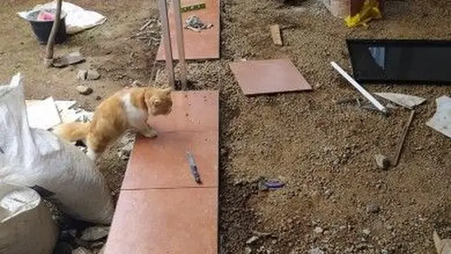 6 Tingkah Kucing Ikut Proyek Kuli Bangunan Ini Nyeleneh