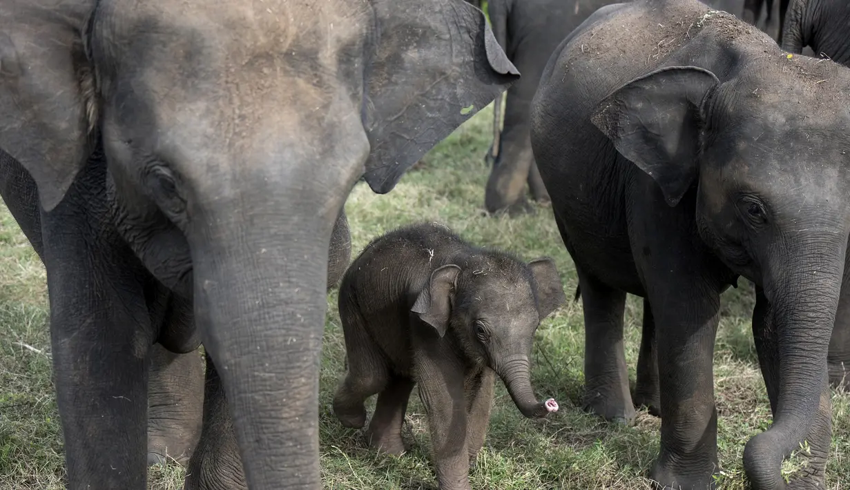 Seekor anak gajah terlihat di Taman Nasional Minneriya di Sri Lanka tengah utara (17/5). Taman ini merupakan tempat wisata yang populer untuk melihat gajah liar Asia berkumpul di lahan terbuka. (AFP Photo/Alex Ogle)