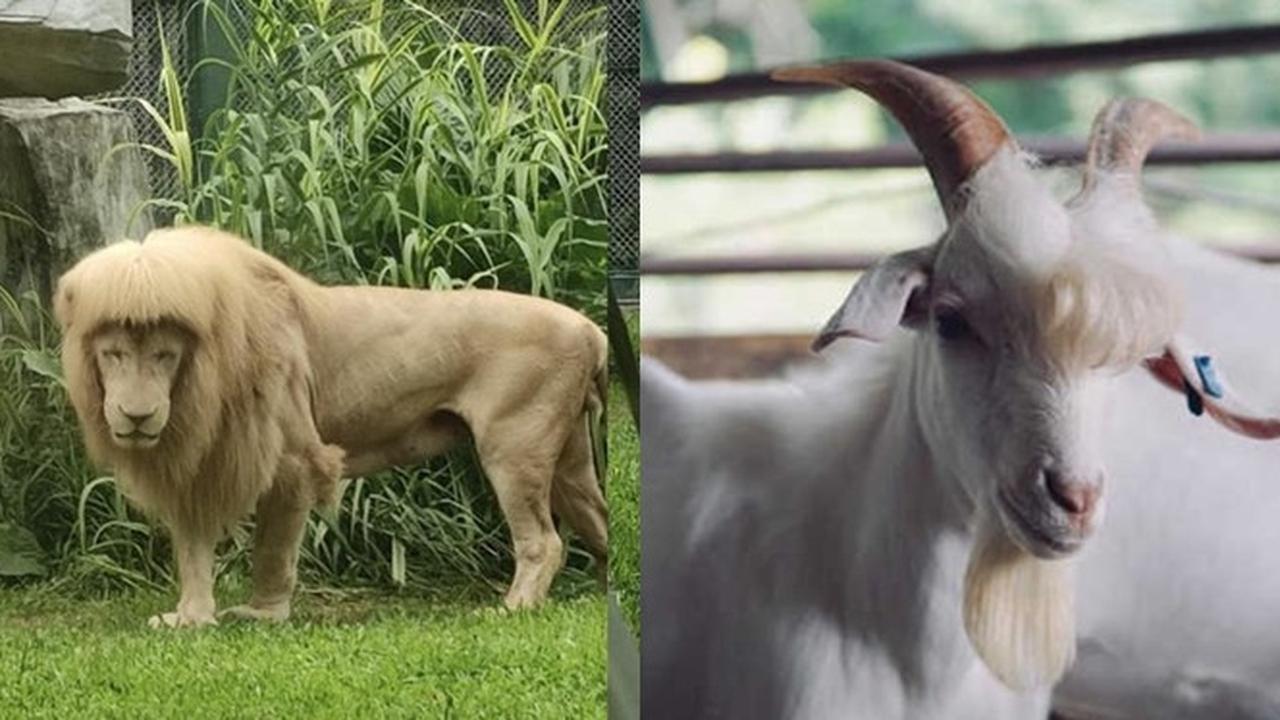 6 Potret Hewan Berponi Ini Curi Perhatian, Jadi Kurang Gagah