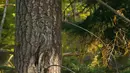 Anda lihat burung hantu? Burung Hantu Abu-Abu (Great Gray Owl) atau (Strix nebulosa) yang juga dikenal sebagai “Hantu dari Utara,” Spesies ini mendiami hutan konifer di Amerika Utara, Finlandia, Estonia dan Asia utara. (boredpanda.com)