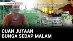Di-PHK dari pabrik, tidak membuat Yasib warga Pasuruan menjadi menyerah. Untuk bertahan hidup, akhirnya ia memilih budidaya bunga sedap malam untuk dijual. Kegigihan Yasib ini membuahkan hasil, dalam sebulan puluhan juta di tangan. Berikut Berani Ber...
