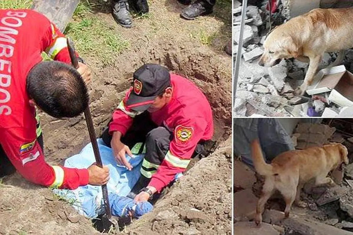 Dayko, Anjing Penyelamat 7 Korban Gempa di Ekuador Telah Tiada