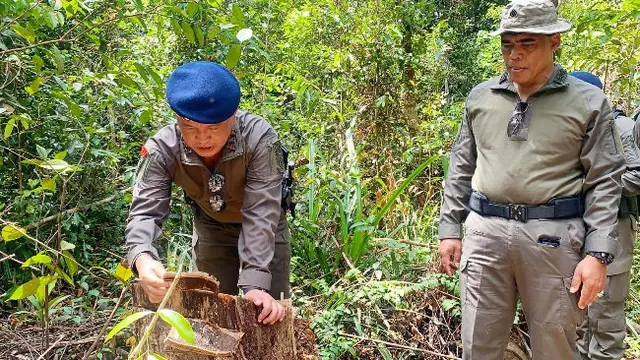 Kapolda Riau Irjen Agung melihat bekas tebangan kayu di Cagar Biosfer Giam Siak Kecil yang menjadi pembalakan liar di Kabupaten Siak.